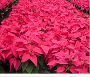 Festive Chicago Office Plants and Poinsettias
