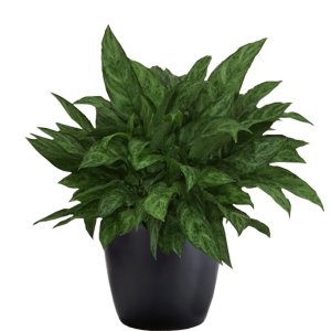 Aglaonema Amelia