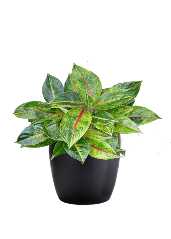Aglaonema Emerald Rose