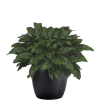 dracaena arborea tree Dracaena arborea SEEDS