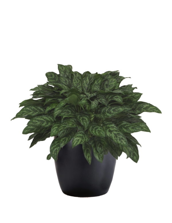 Aglaonema Mary Ann