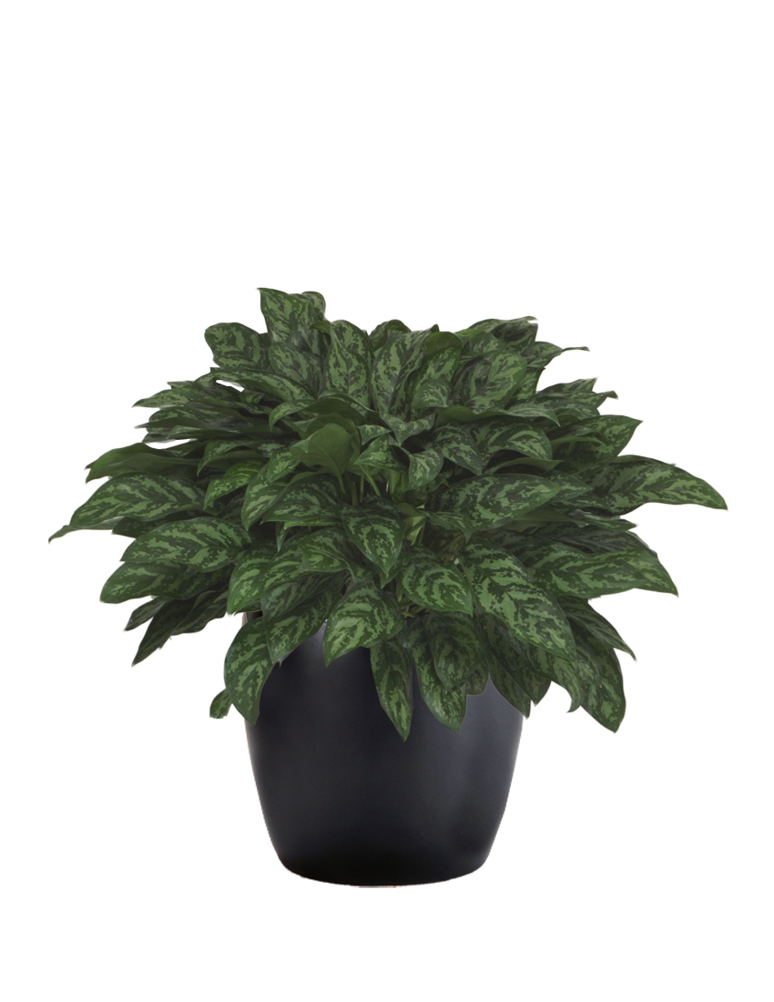 aglaonema calypso green Aglaonema Green Bowl main image 1