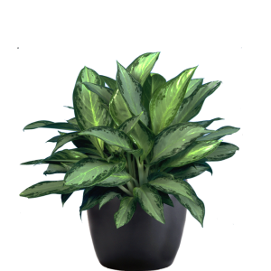 Aglaonema Silver Bay