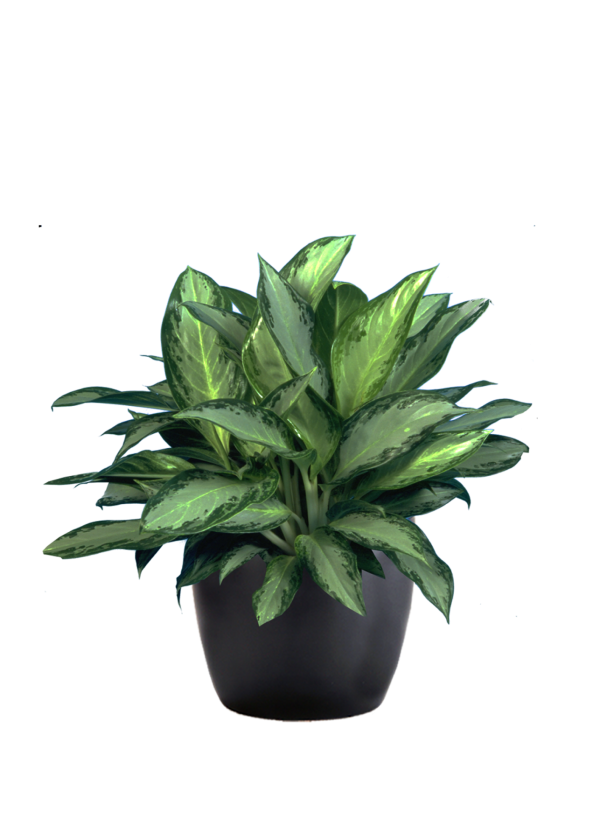 Aglaonema Silver Bay