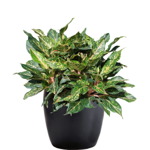 Aglaonema Sparkling Sarah