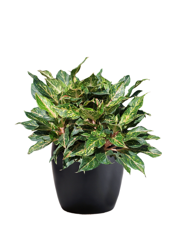 Aglaonema Sparkling Sarah