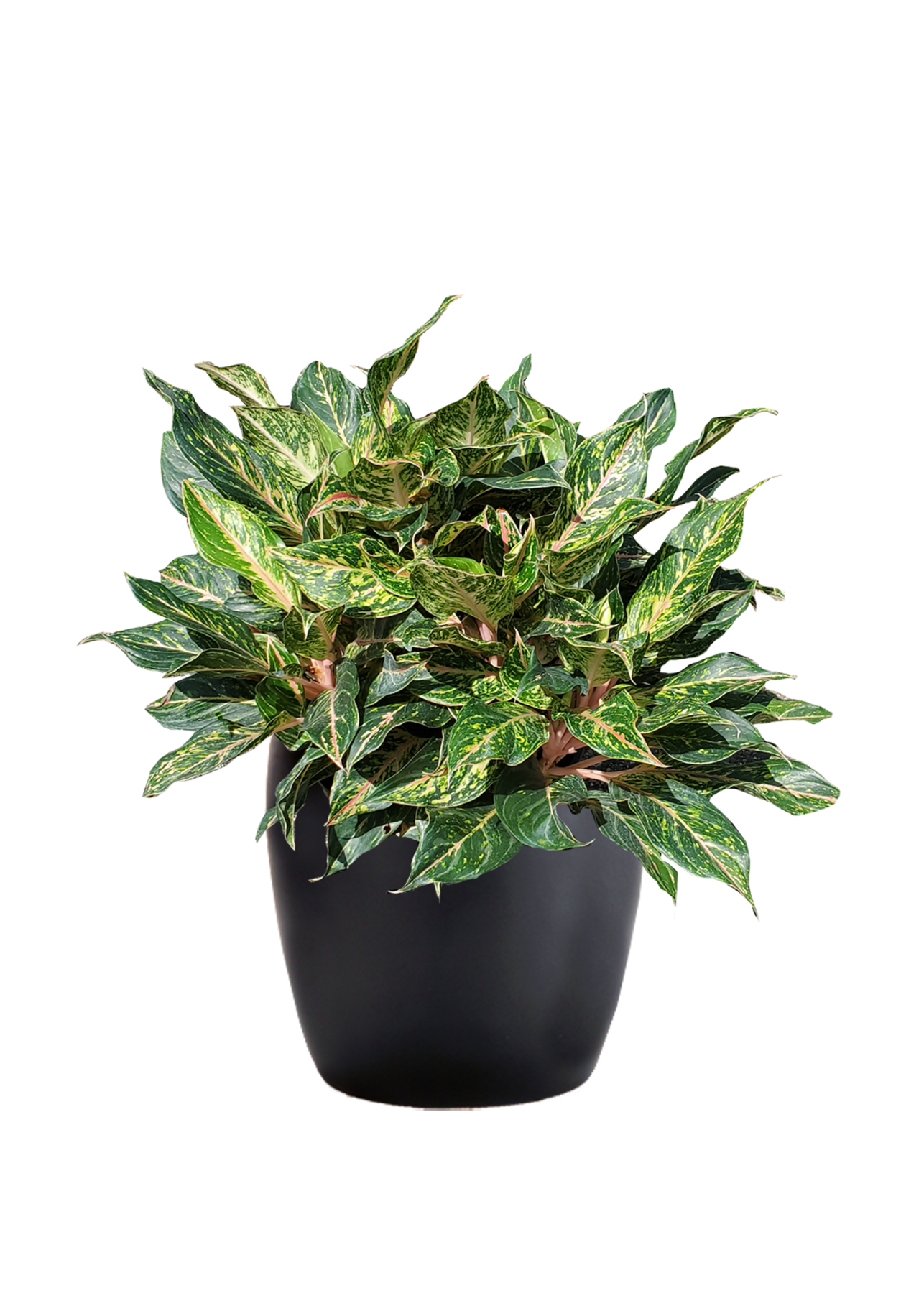 dracaena giganta Natural plants - Dracaena Giganta