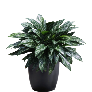 Aglaonema Tigris