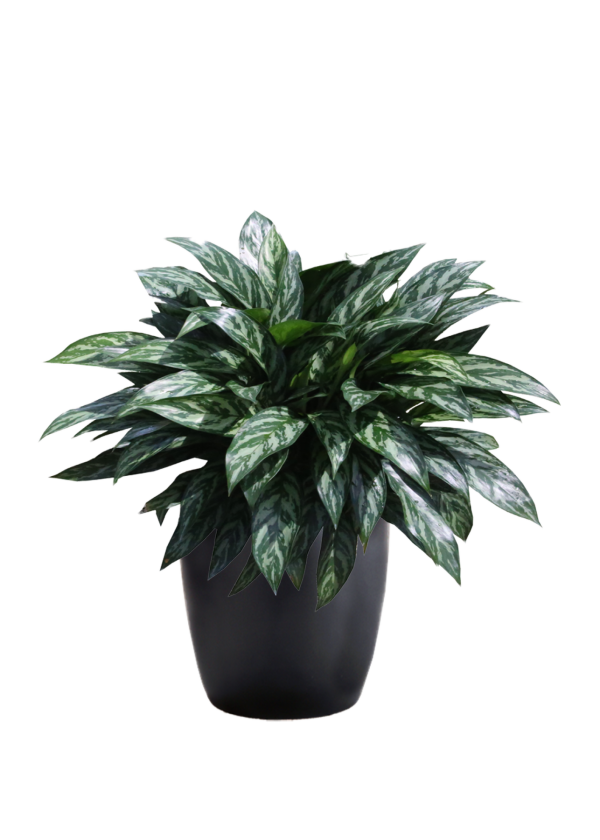 Aglaonema Tigris