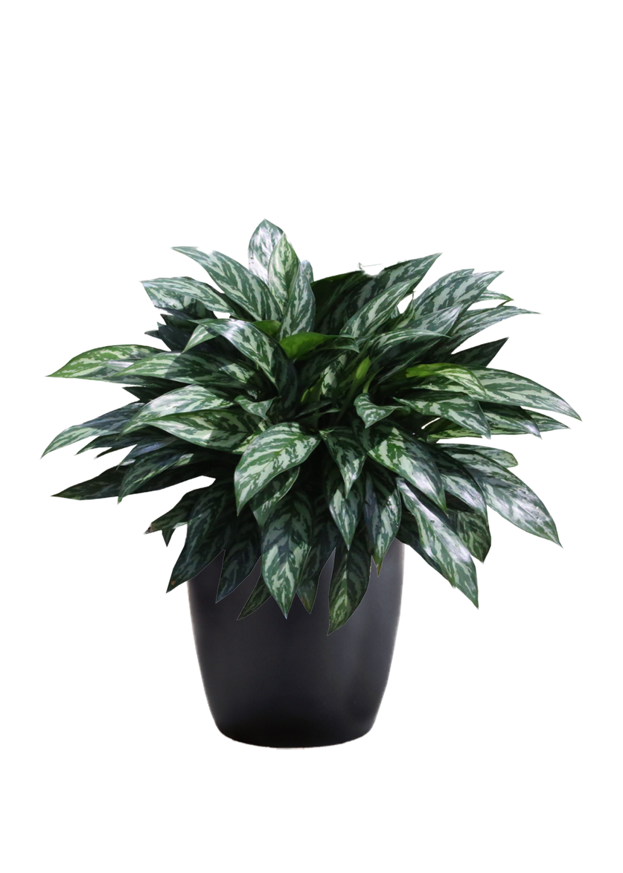 Aglaonema Tigris | Phillip's Interior Plants & Displays
