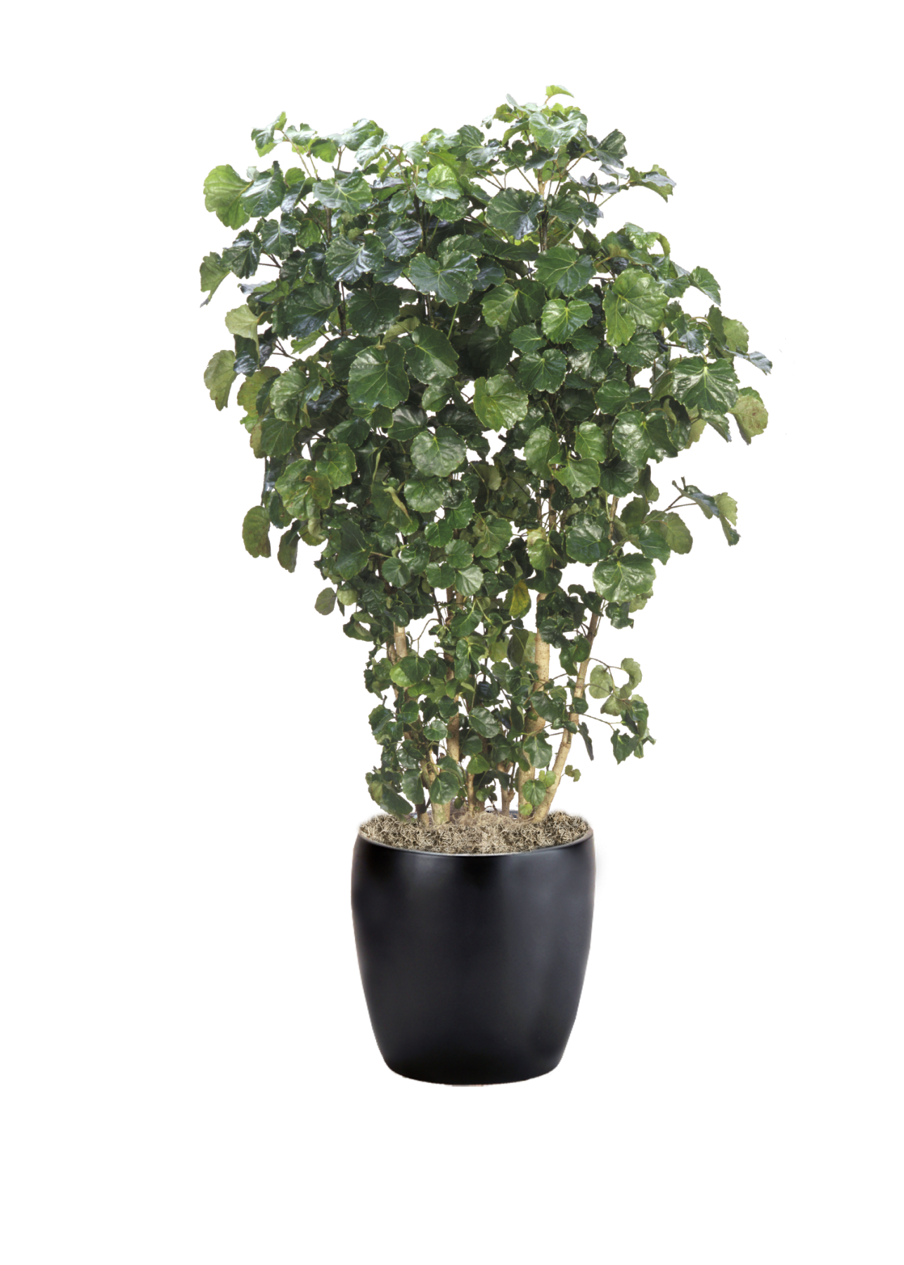 Aralia Dinner Plate Phillip's Interior Plants & Displays