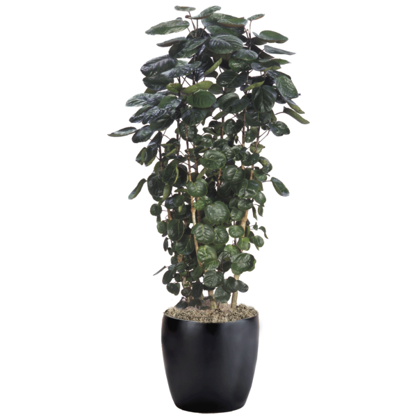 Aralia Fabian