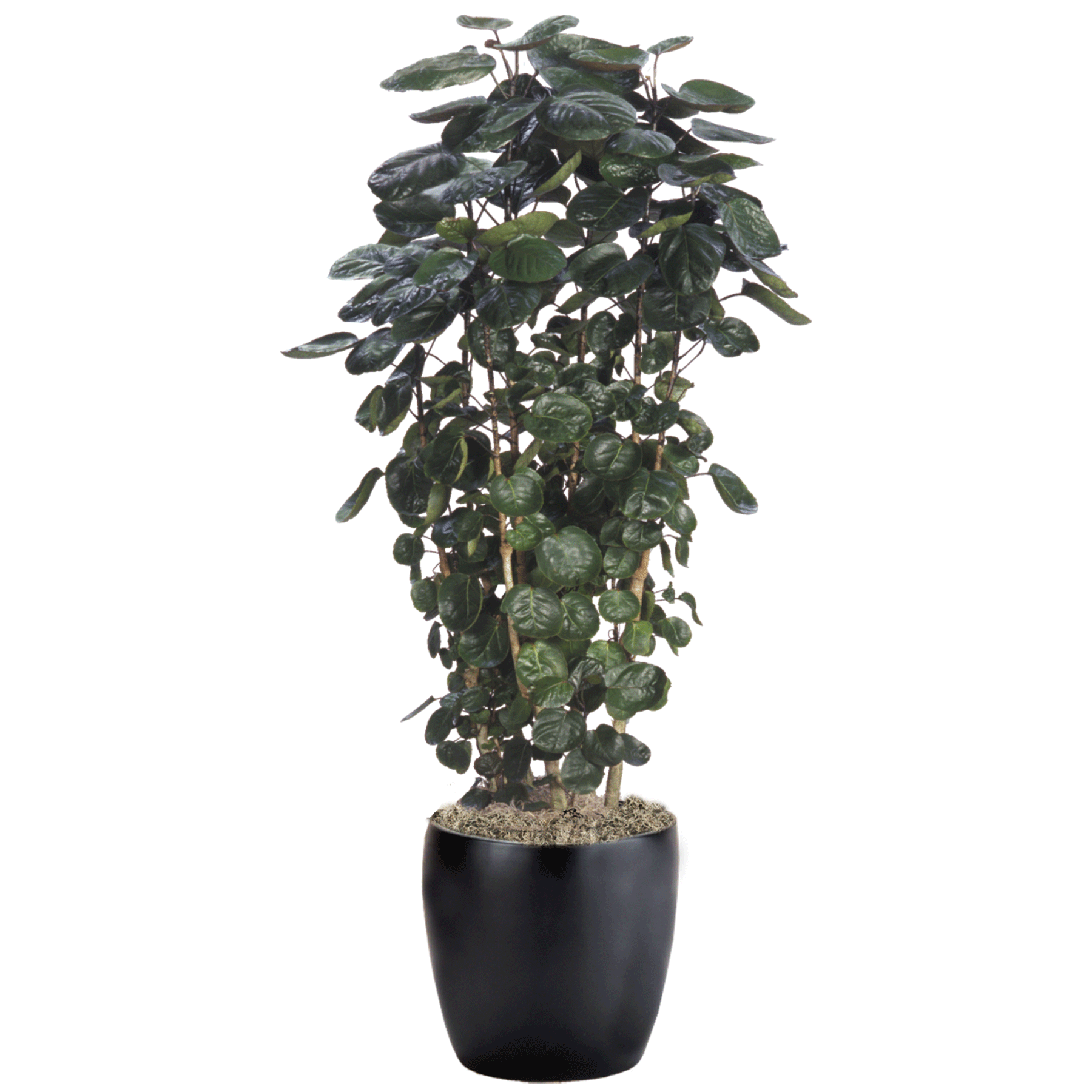 Aralia Fabian | Phillip's Interior Plants & Displays