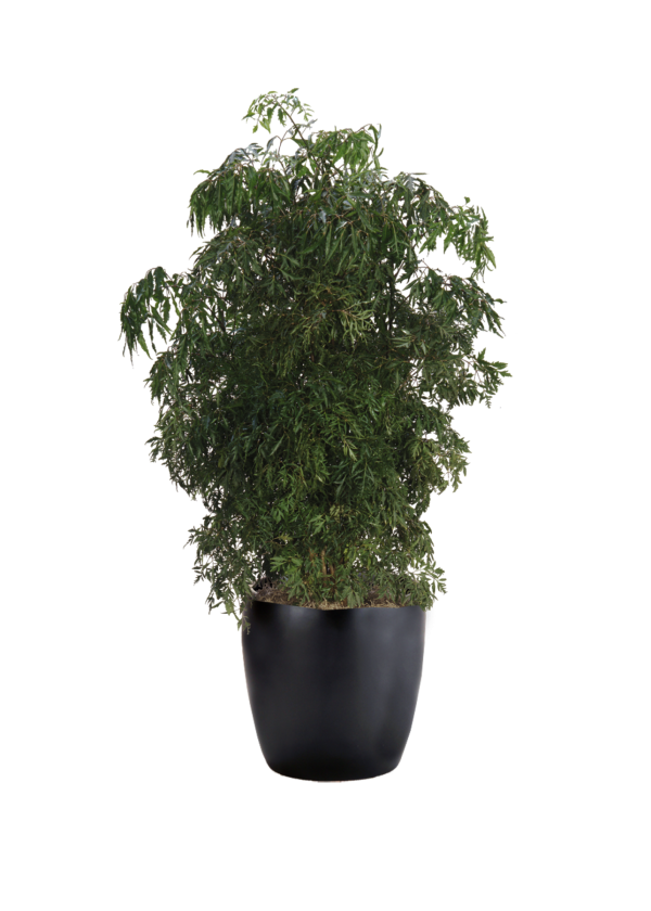 Aralia Ming
