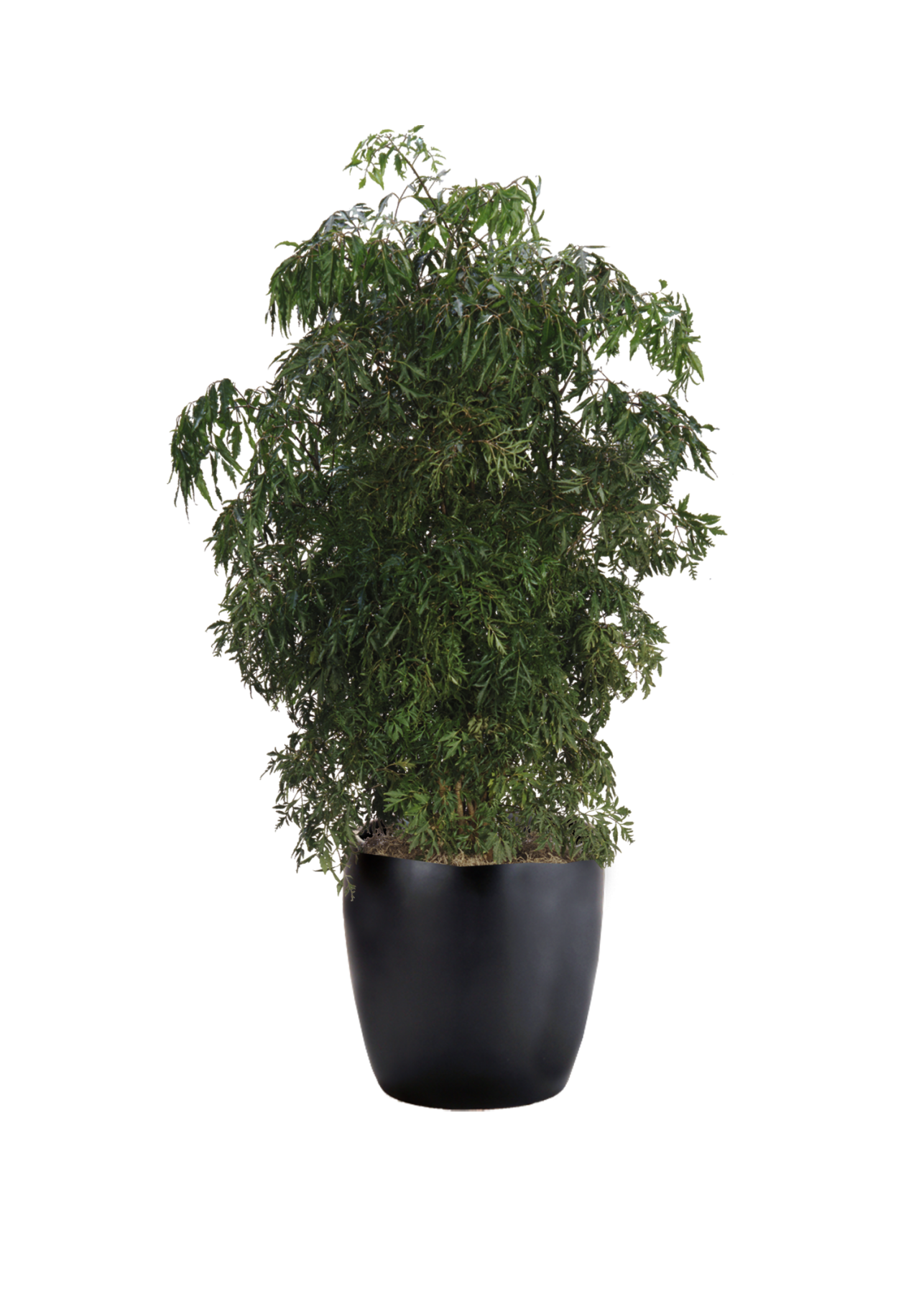 Aralia Ming Phillip's Interior Plants & Displays