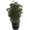 Aralia Ming