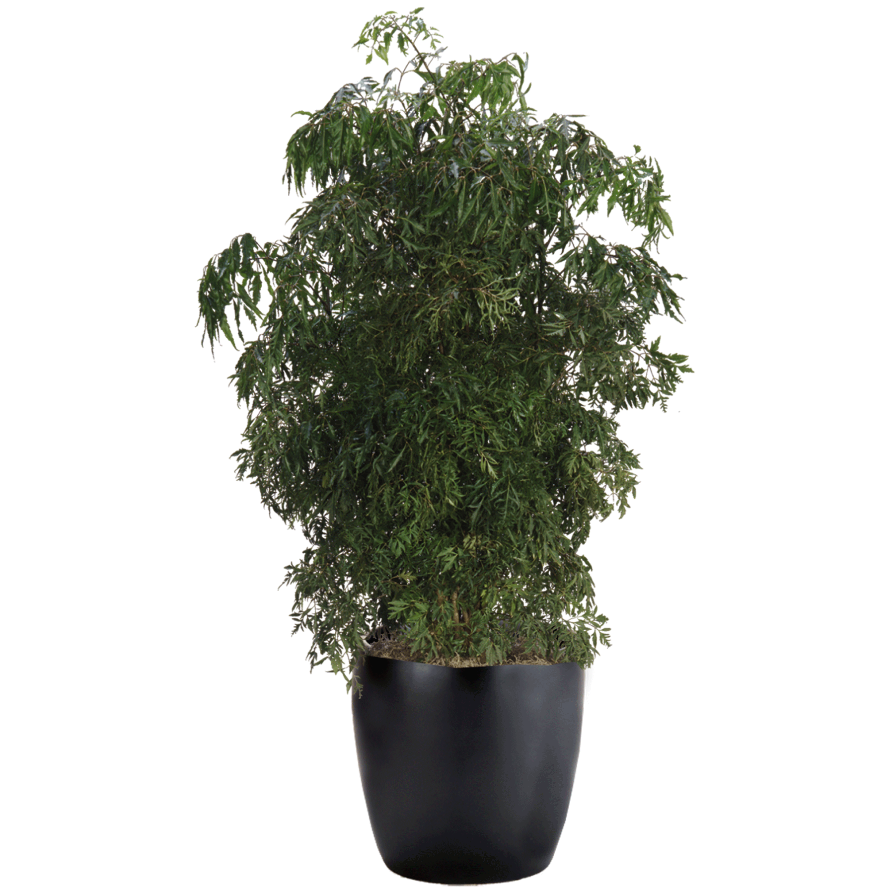Aralia Ming | Phillip's Interior Plants & Displays