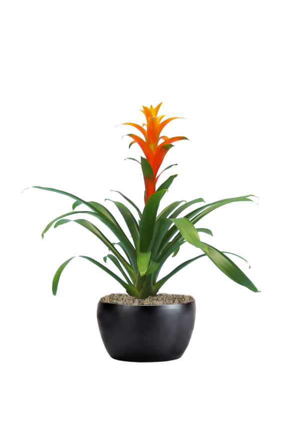 Bromeliad Guzmania Marjan