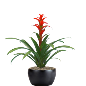 Bromeliad Guzmania Rana