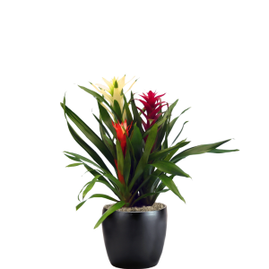 Bromeliad Garden