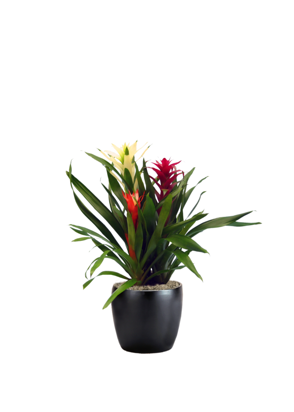 Bromeliad Garden