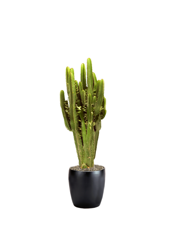 Euphorbia Candelabra