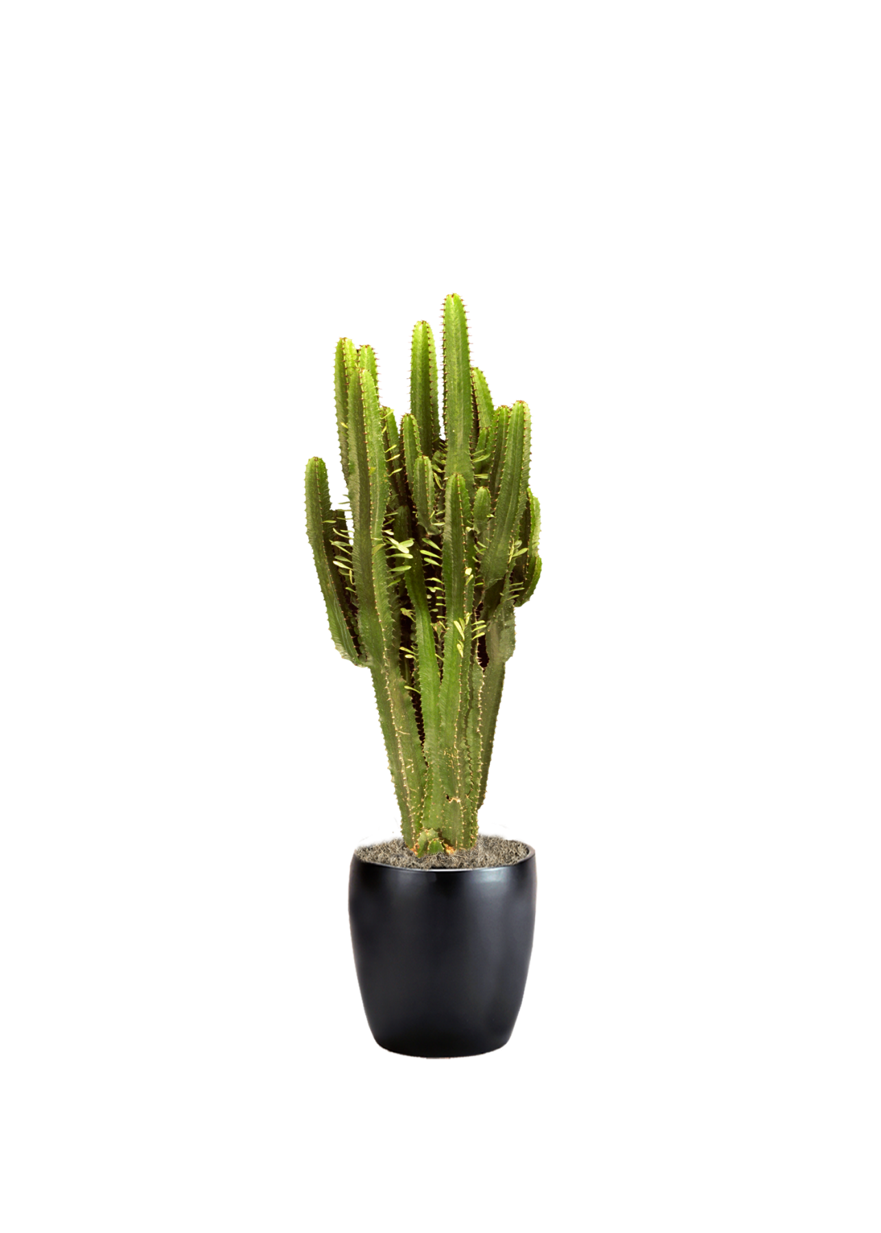 Euphorbia Candelabra Phillip's Interior Plants & Displays