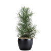 Cactus Pencil