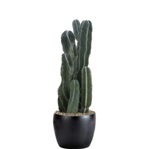 Cactus Peruvian