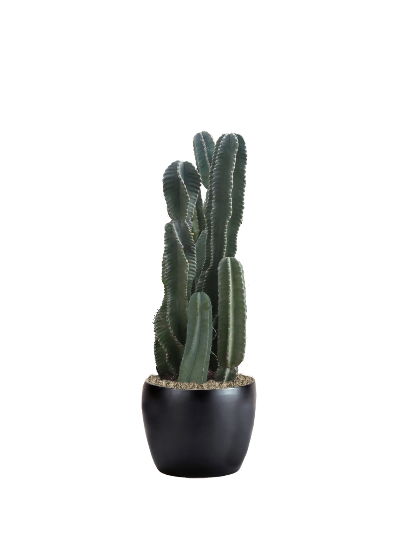 Cactus Peruvian | Phillip's Interior Plants & Displays