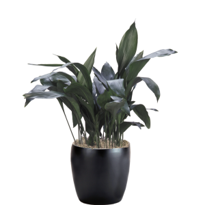 Aspidistra