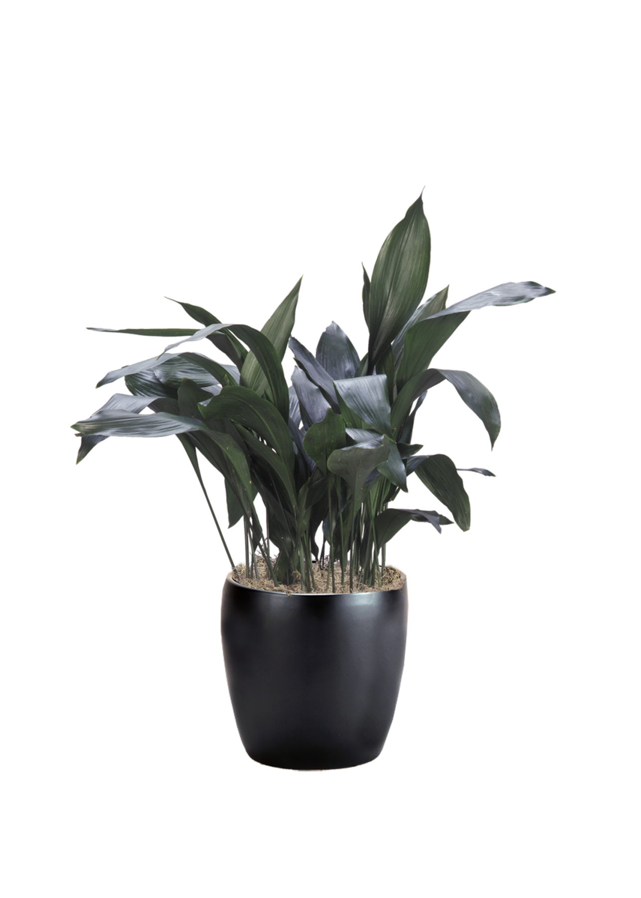 Aspidistra Phillip's Interior Plants & Displays