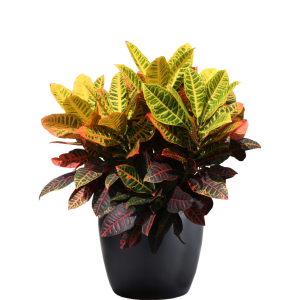 Croton Petra