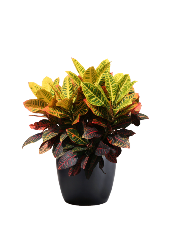 Croton Petra