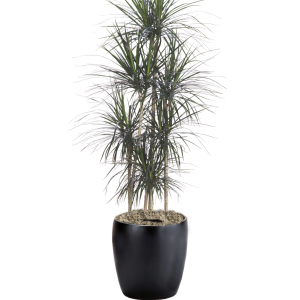 Dracaena Marginata Straight