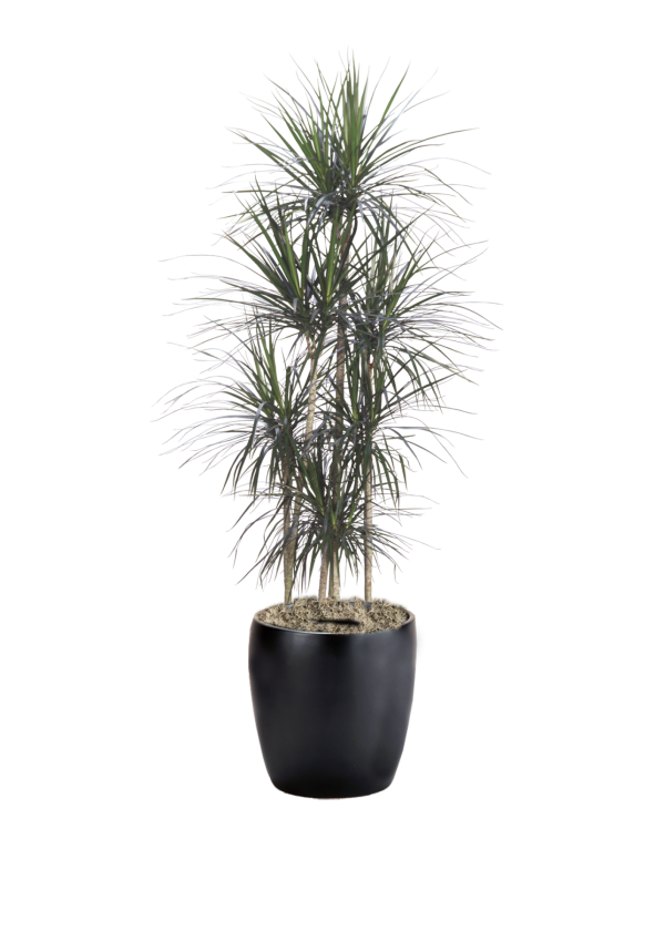 Dracaena Marginata Straight