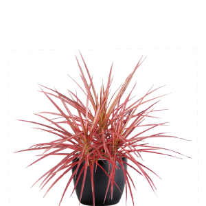 Dracaena Marginata Colorama