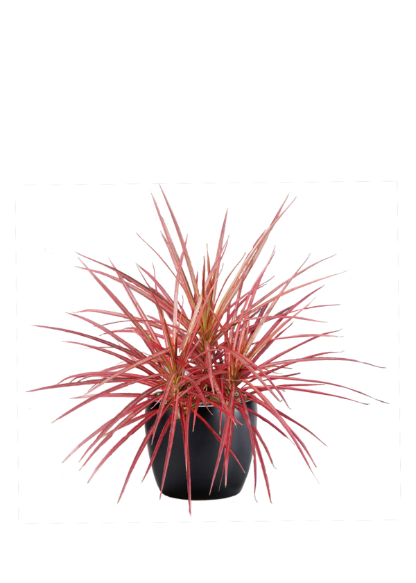 Dracaena Marginata Colorama