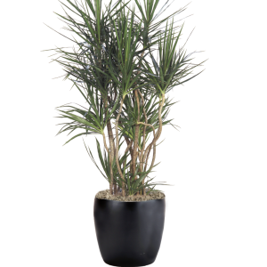 Dracaena Marginata Character