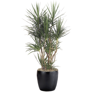 Dracaena Marginata Character