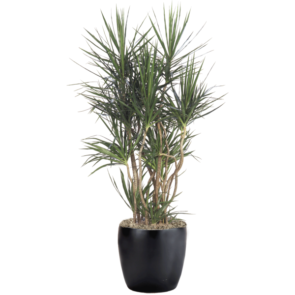 Dracaena Marginata Character