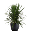 Dracaena Marginata Tarzan | Phillip's Interior Plants & Displays