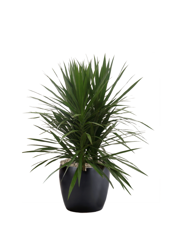 Dracaena Marginata Tarzan