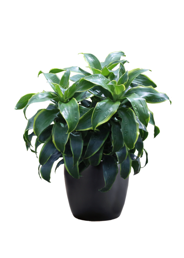 Dracaena Deremensis Art