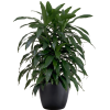 Dracaena Janet Craig Cane