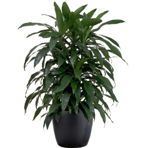 Dracaena Janet Craig Cane