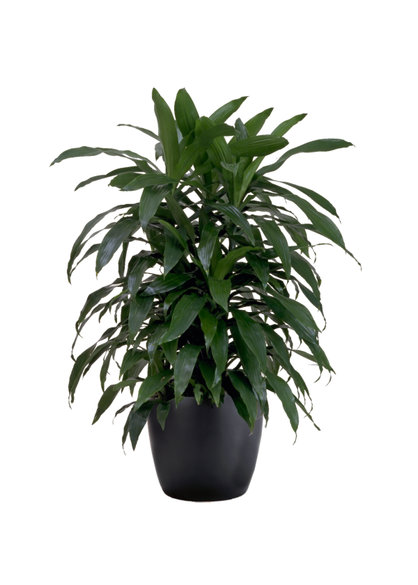 Dracaena Janet Craig Cane
