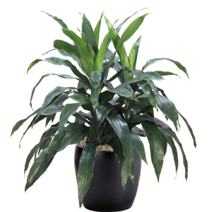 Dracaena Janet Craig Bush