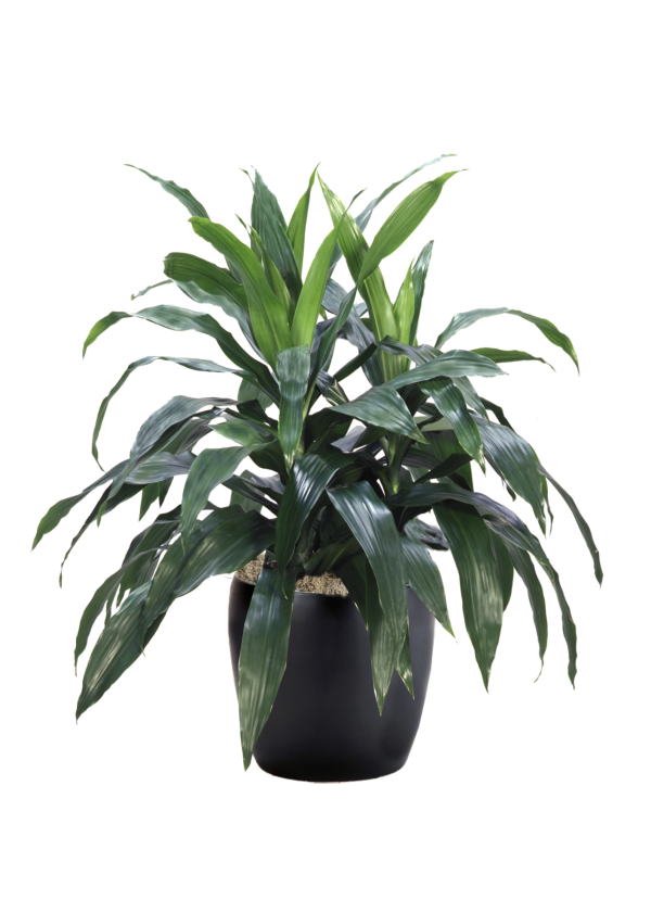 Dracaena Janet Craig Bush