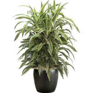 Dracaena Lemon Lime Cane
